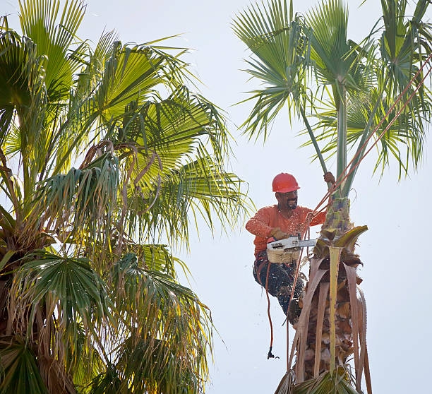 Best Commercial Tree Services  in Rosebud, SD